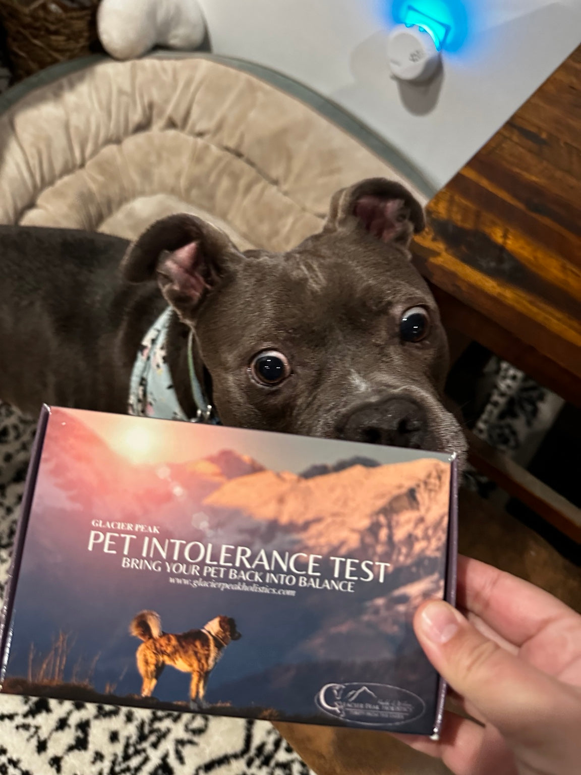 Does Your Dog Have a Food Intolerance? Signs Pet Parents Often Overlook
