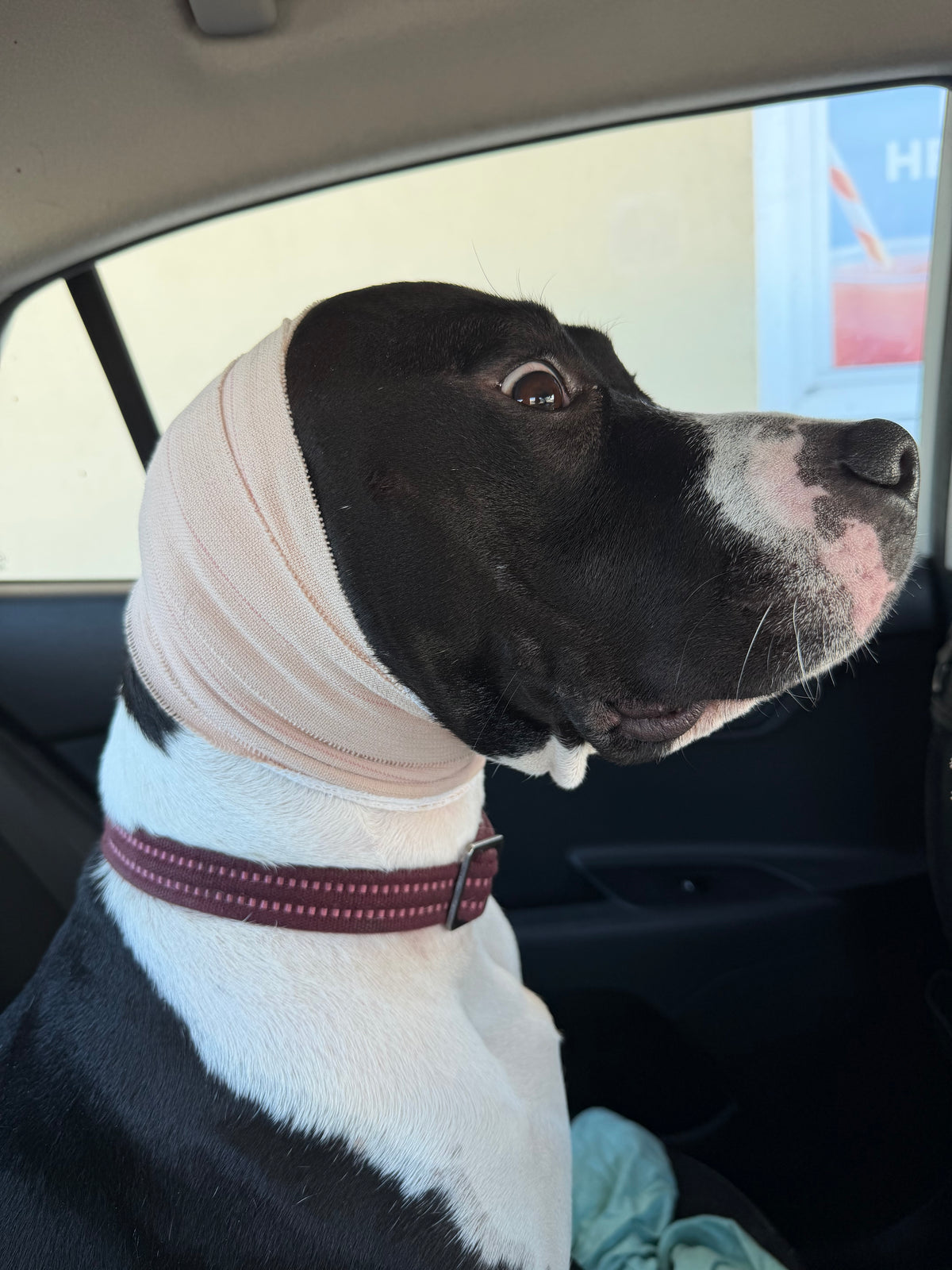 Pet CPR & First Aid Certification